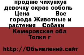 продаю чихуахуа девочку,окрас соболь › Цена ­ 25 000 - Все города Животные и растения » Собаки   . Кемеровская обл.,Топки г.